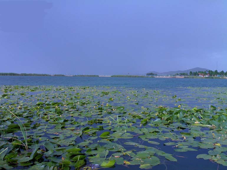 سراب نیلوفر